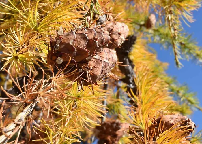 Plaun Grond * Tschierv